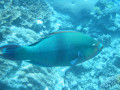 Cairns91