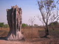 NT1