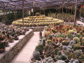 CactusWorld