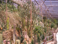 CactusWorld1