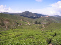 CameronHighlands