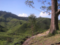 CameronHighlands3