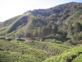 CameronHighlands5