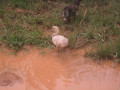 VangVieng11