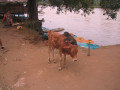 VangVieng18