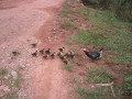 VangVieng7