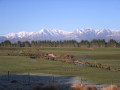 TeAnau