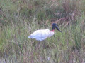 Pantanal