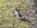 Pantanal1