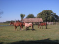 Pantanal13