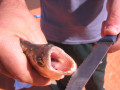 Pantanal16