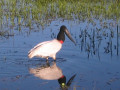Pantanal18