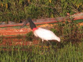 Pantanal20