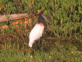 Pantanal21