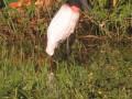 Pantanal22
