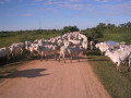 Pantanal26