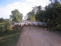 Pantanal27