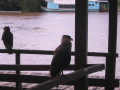 Pantanal3