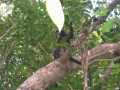 KoSamui13