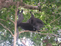 KoSamui15