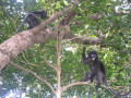 KoSamui16