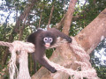 KoSamui17