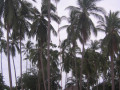 KoSamui2