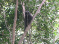 KoSamui20