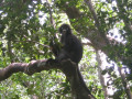 KoSamui23