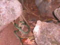 KoSamui30