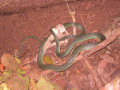 KoSamui31
