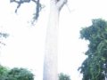 Big_Tikal_Tree