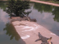 MekongDelta39