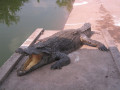 MekongDelta41